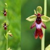 Ophrys insectifera-cc