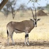 0600-Ostafrikanische Oryx-c